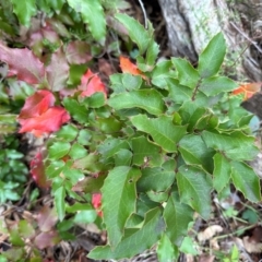 Berberis aquifolium (Oregon Grape) at Mount Ainslie - 4 Jun 2024 by Pirom