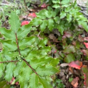 Berberis aquifolium at Mount Ainslie - 4 Jun 2024