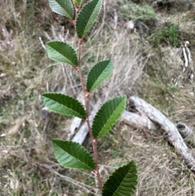 Ulmus parvifolia (Chinese Elm) at Mount Ainslie - 14 Jun 2024 by Pirom