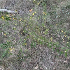 Ulmus parvifolia at Mount Ainslie - 14 Jun 2024