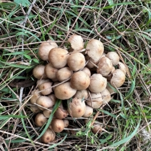 Mycena 'clarkeana group' at Mount Ainslie - 5 Jun 2024