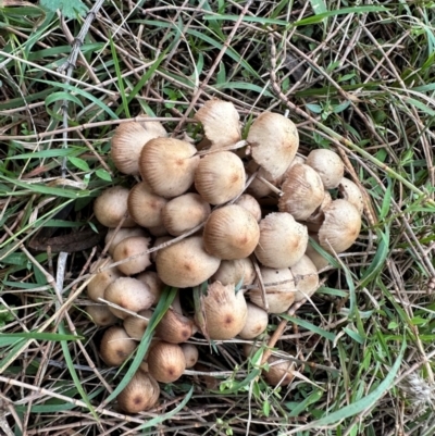 Mycena 'clarkeana group' at Campbell, ACT - 5 Jun 2024 by Pirom