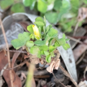 Oxalis sp. at Higgins, ACT - suppressed