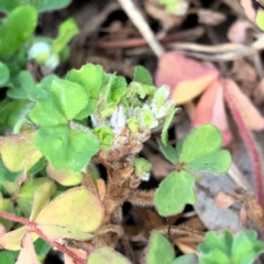 Oxalis sp. at Higgins, ACT - 13 Jun 2024