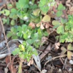 Oxalis sp. at Higgins, ACT - 13 Jun 2024