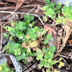 Oxalis sp. at Higgins, ACT - suppressed