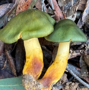 Cortinarius austrovenetus at Oallen, NSW - 10 Jun 2024 11:24 AM