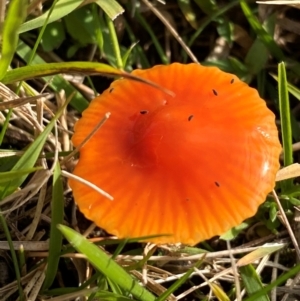 Hygrocybe sp. ‘red’ at Oallen, NSW - 9 Jun 2024 12:49 PM