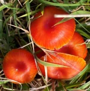 Hygrocybe sp. ‘red’ at Oallen, NSW - 9 Jun 2024 12:49 PM