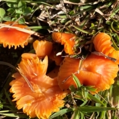 Hygrocybe sp. ‘red’ at Oallen, NSW - 9 Jun 2024 12:49 PM