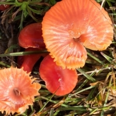 Hygrocybe sp. ‘red’ at Oallen, NSW - 9 Jun 2024 12:49 PM