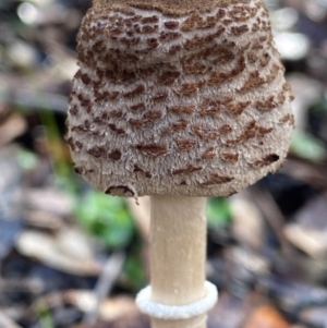 Macrolepiota clelandii at Oallen, NSW - 10 Jun 2024