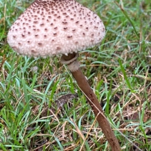 Macrolepiota clelandii at Oallen, NSW - 10 Jun 2024 10:58 AM