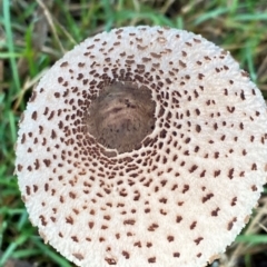 Macrolepiota clelandii at Oallen, NSW - 10 Jun 2024