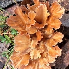 Podoscypha petalodes at Oallen, NSW - 9 Jun 2024