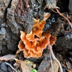 Podoscypha petalodes at Oallen, NSW - 9 Jun 2024