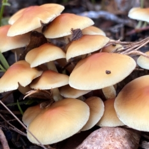 Hypholoma sp. at Oallen, NSW - 10 Jun 2024 10:15 AM