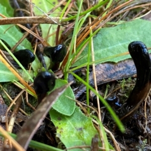 Geoglossum at Oallen, NSW - 10 Jun 2024 10:23 AM