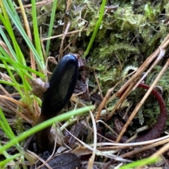 Geoglossum at Oallen, NSW - 10 Jun 2024 10:23 AM