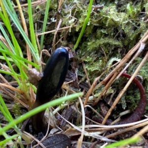 Geoglossum at Oallen, NSW - 10 Jun 2024 10:23 AM