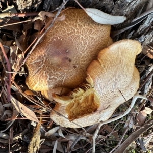 Gymnopilus junonius at Ainslie, ACT - 12 Jun 2024 03:22 PM