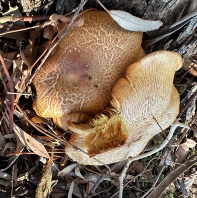 Gymnopilus junonius (Spectacular Rustgill) at Ainslie, ACT - 12 Jun 2024 by Pirom