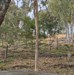 Eucalyptus rossii (Inland Scribbly Gum) at Taylor, ACT - 14 Jun 2024 by Jiggy