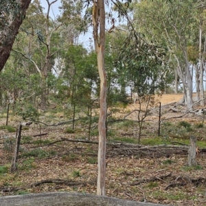 Eucalyptus rossii at Taylor, ACT - 14 Jun 2024