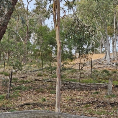 Eucalyptus rossii (Inland Scribbly Gum) at Taylor, ACT - 14 Jun 2024 by Jiggy