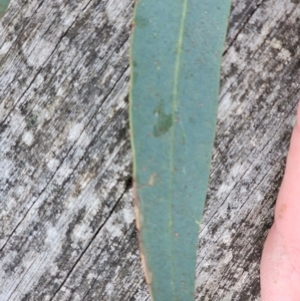 Eucalyptus rossii at Taylor, ACT - 14 Jun 2024