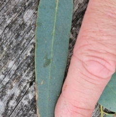 Eucalyptus rossii at Taylor, ACT - 14 Jun 2024