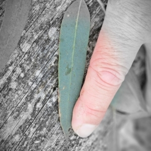 Eucalyptus rossii at Taylor, ACT - 14 Jun 2024 01:49 PM