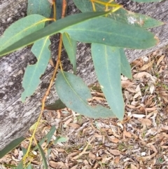 Eucalyptus rossii at Taylor, ACT - 14 Jun 2024