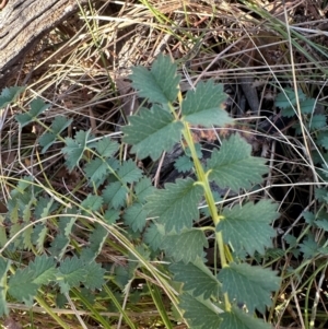 Sanguisorba minor at Mount Ainslie - 12 Jun 2024