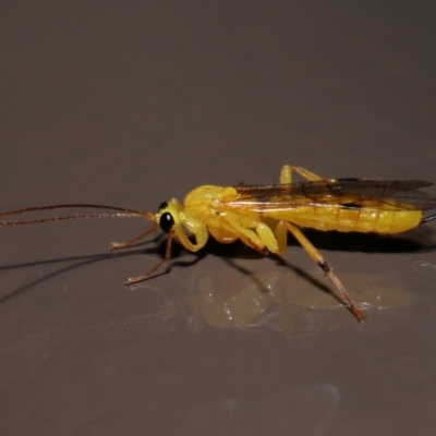 Xanthopimpla sp. (genus) (A yellow Ichneumon wasp) at ANBG - 14 Jun 2024 by TimL