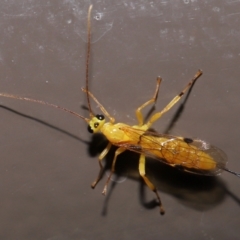 Xanthopimpla sp. (genus) at ANBG - 14 Jun 2024 12:58 PM