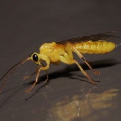 Xanthopimpla sp. (genus) at ANBG - 14 Jun 2024