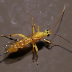 Xanthopimpla sp. (genus) at ANBG - 14 Jun 2024