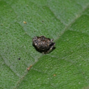 Arkys curtulus at ANBG - 15 May 2024