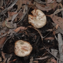 Unidentified Cap on a stem; gills below cap [mushrooms or mushroom-like] at Acton, ACT - 14 Jun 2024 by TimL
