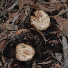 Unverified Cap on a stem; gills below cap [mushrooms or mushroom-like] at ANBG - 14 Jun 2024 by TimL