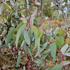 Eucalyptus bridgesiana (Apple Box) at Mount Ainslie - 14 Jun 2024 by EcolCara37