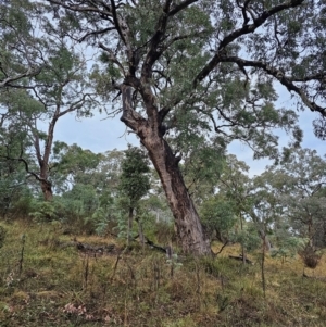 Eucalyptus bridgesiana at Mount Ainslie - 15 Jun 2024