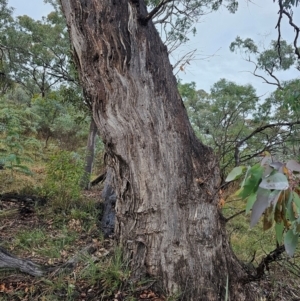 Eucalyptus bridgesiana at Mount Ainslie - 15 Jun 2024