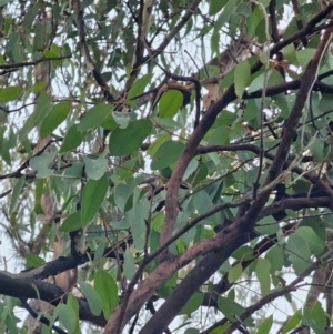 Eucalyptus bridgesiana at Mount Ainslie - 15 Jun 2024