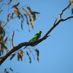 Barnardius zonarius at Gunderbooka, NSW - 16 Aug 2022