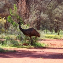 Dromaius novaehollandiae (Emu) at Gundabooka National Park - 18 Aug 2022 by MB