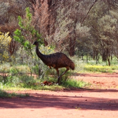 Dromaius novaehollandiae (Emu) at Gundabooka National Park - 18 Aug 2022 by MB