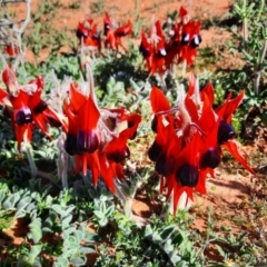 Swainsona formosa (Sturt's Desert Pea) at Little Topar, NSW - 20 Aug 2022 by MB