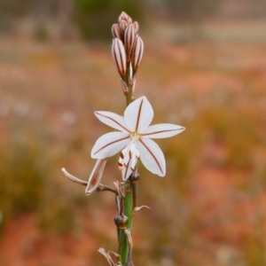 Asphodelus fistulosus at Mutawintji National Park - 20 Aug 2022 01:10 PM